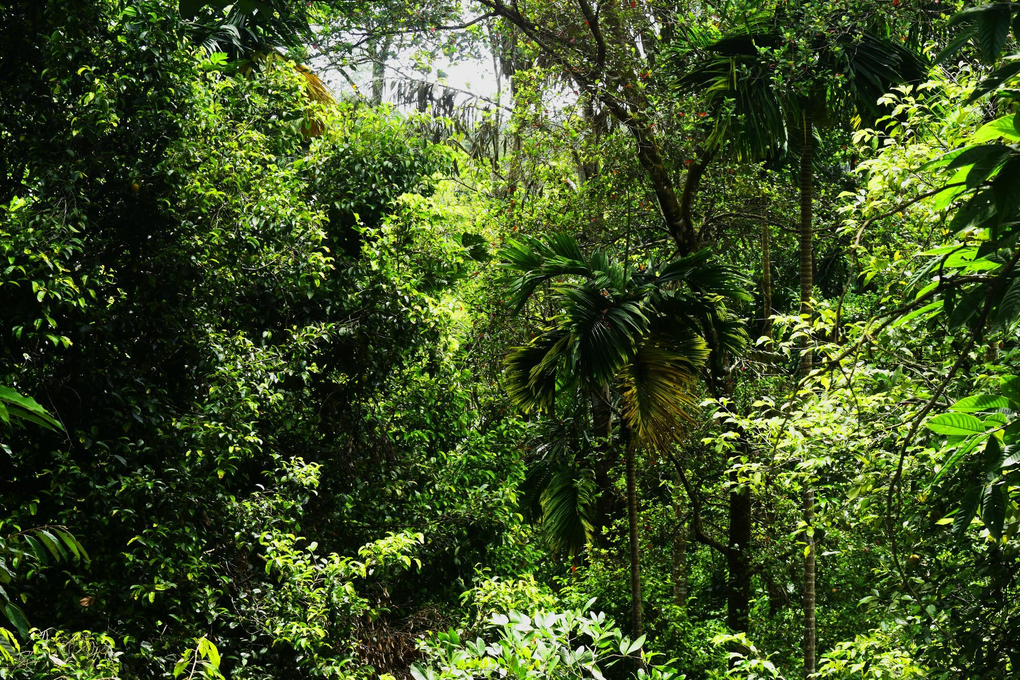 Avaana By Springhills Hotell Kandy Exteriör bild