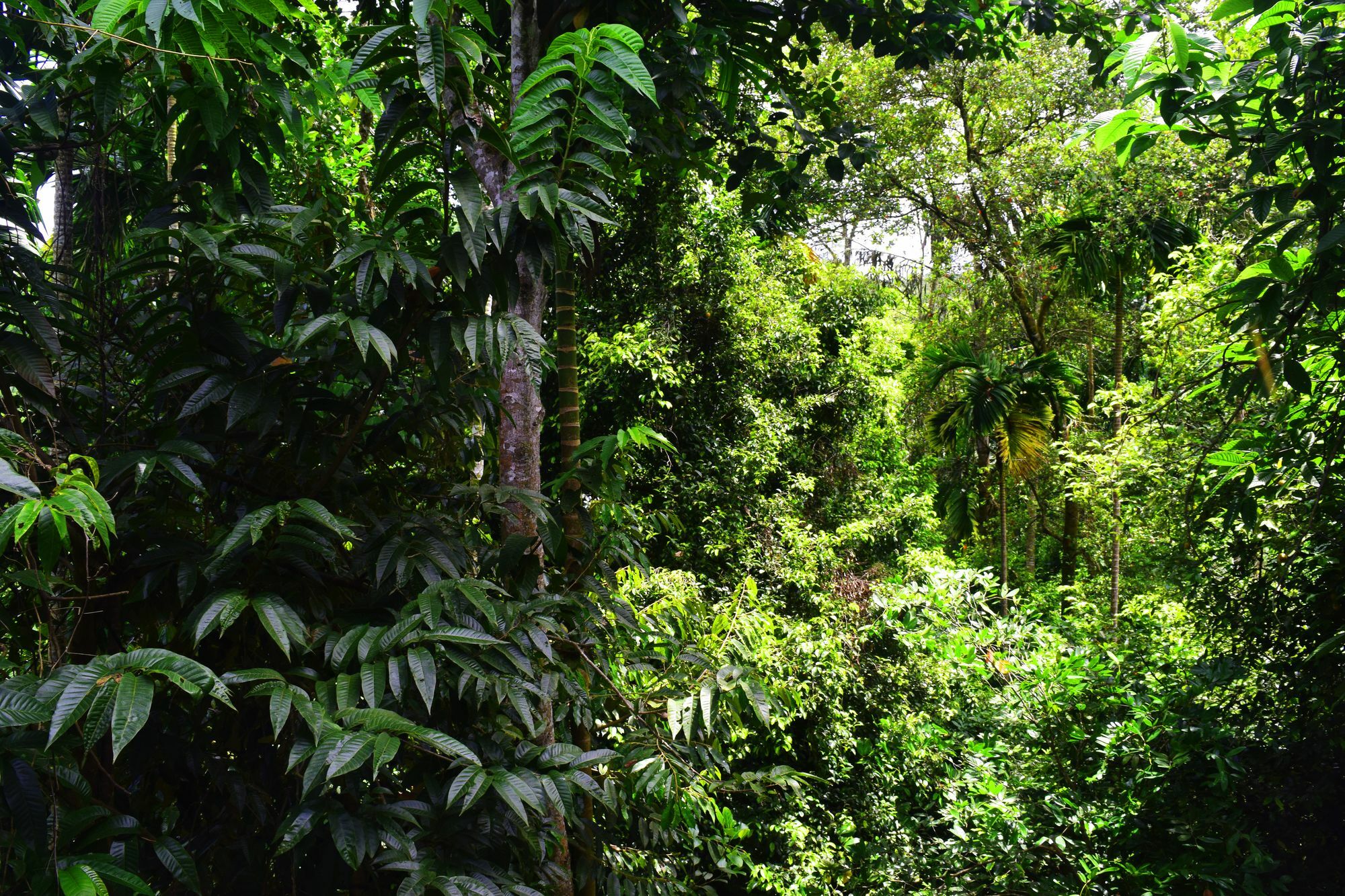 Avaana By Springhills Hotell Kandy Exteriör bild